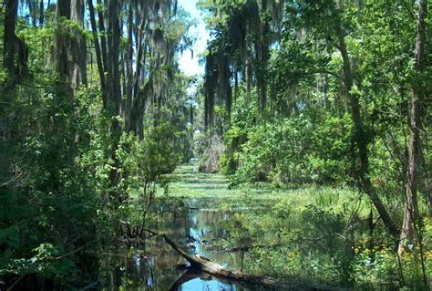 The Mythology and Folklore of Sophie's Swamp